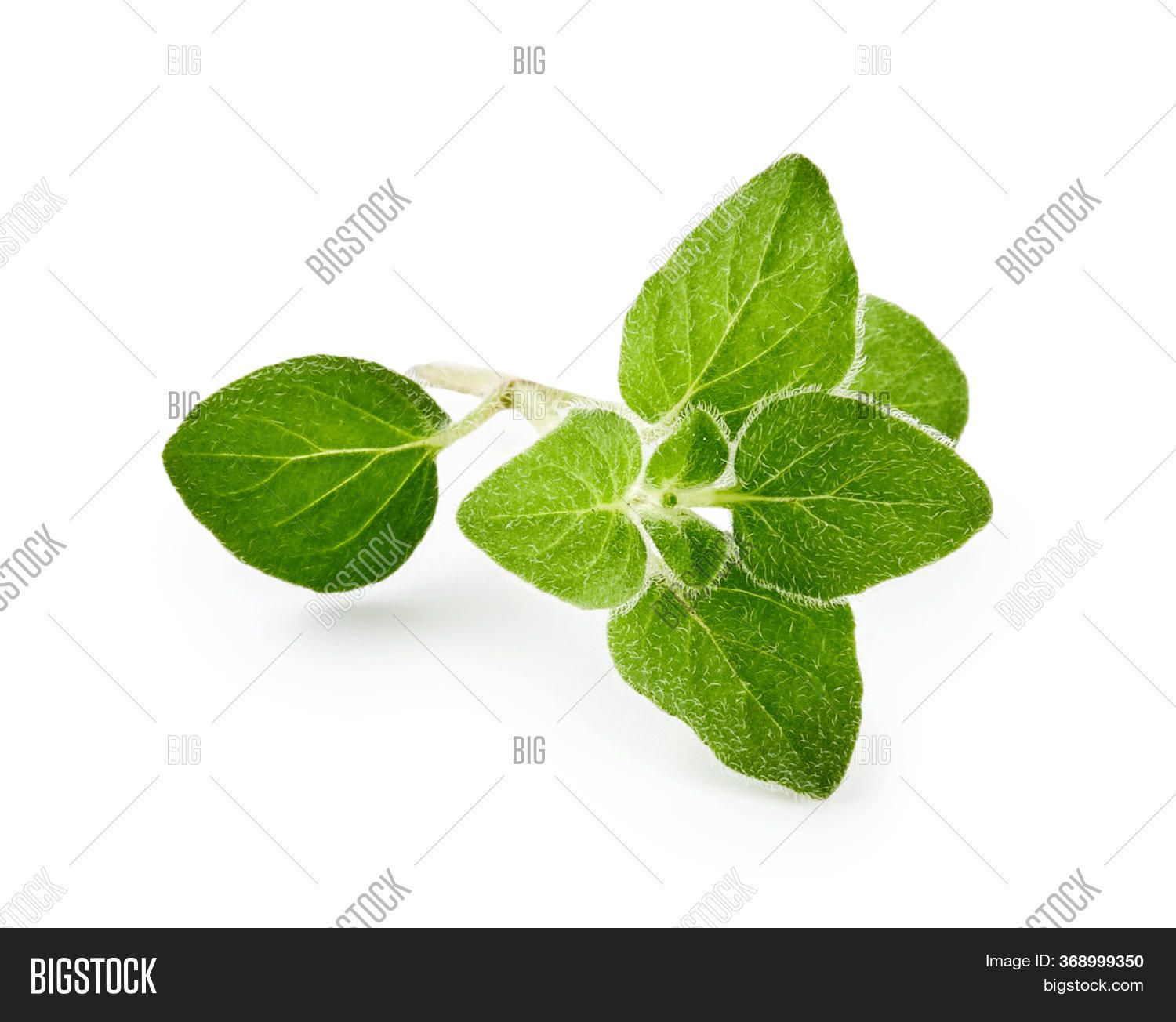 Oregano Herb Isolated Image & Photo (Free Trial) Bigstock