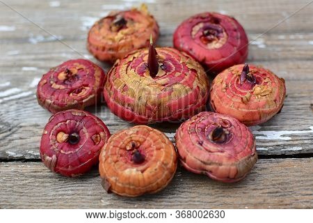 Red Gladiolus Bulbs Lie In The Shape Of A Flower On A Gray Sharpened Table. Close Up