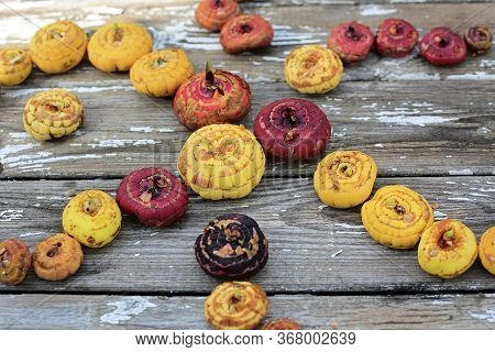Multi-colored Gladiolus Bulbs Lie In The Form Of A Pattern On An Old Gray Background. Top View