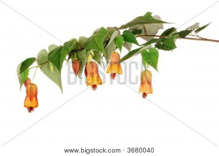 Abutilon Branch
