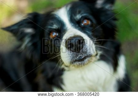 Black And White Bordercollie Looking To Camera. Dogs Eyes