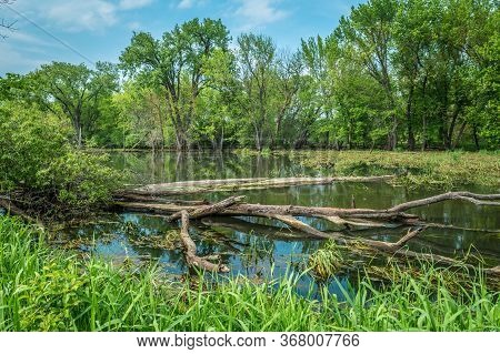 A Serene Stillness Of The Wetlands At The Trempealeau Refuge Along The Mississippi River In Wisconsi