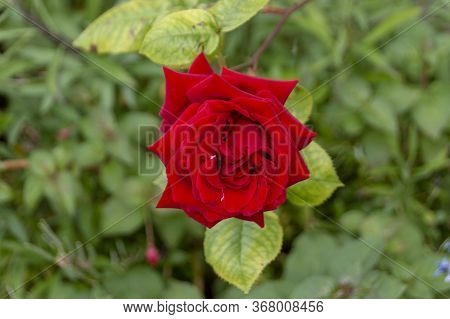 A Close Up View Of A Beautiful Bright Large Red Rose
