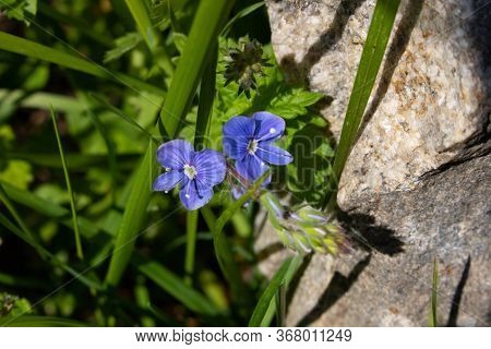 Close Up Of Veronica Chamadris - Blue Flowers In Spring. Floral Background. Veronica Alpine Veronica