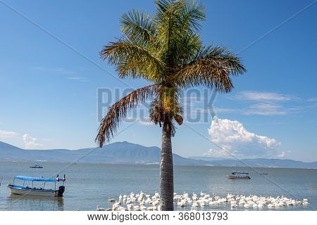 Chapala Lake With A Palm Tree, White Pelicans, Motorboats And Mountains In The Background, Sunny Day