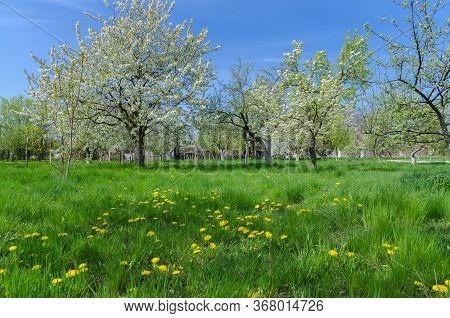 Beautiful Blooming Of Fruit Trees Over Blue Sky In Colorful Vivi