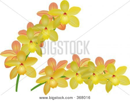 Cymbidium