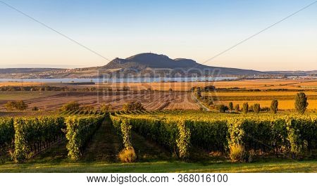 Autumn vineyards under Palava near Sonberk, South Moravia, Czech Republic