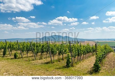 Palava with vineyards near Popice,South Moravia, Czech Republic