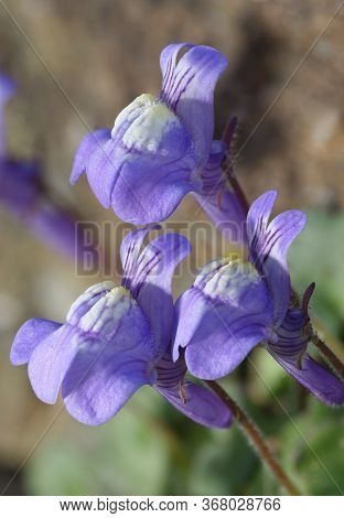 Ivy-leaved Toadflax - Cymbalaria Muralis 
Closeup Of Three Flowers