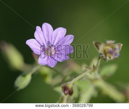 Hedgerow Crane's-bill - Geranium Pyrenaicum 
Flower And Bud