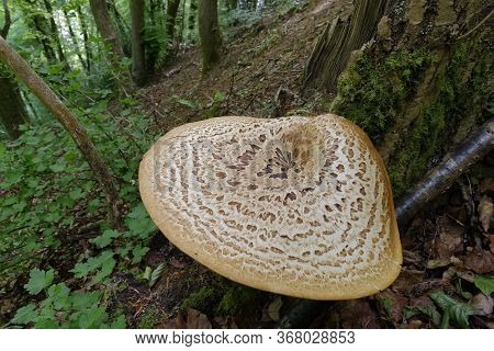 Dryad's Saddle - Polyporus Squamosus 
Large Bracket Fungi In Steep Cotswold Woodland Habitat