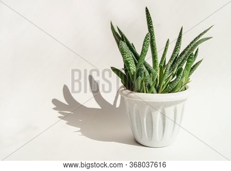 An Aloe Vera Flower In A White Pot And A Hard Shadow On A White Background. Concept Of Growing Succu