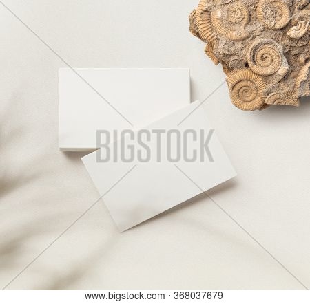 minimalist business card mockup / template with a stack of cards and a single one, an amonite, and subtle plant shadow on a bright paper background - ideal for elegant branding identities - flatlay	
