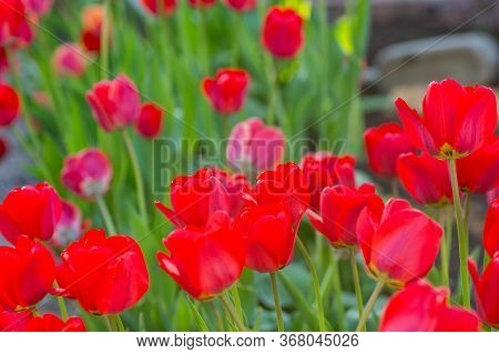 Beautiful Bright Red Tulips In The Photo With A Blurred Background And Soft Focus Trick For Greeting