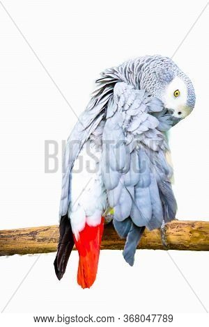 African Gray Parrot Isolated On White Background