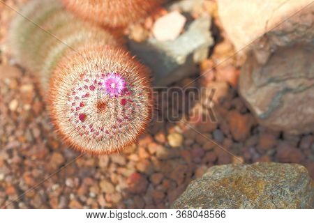 Mammillaria Elongata And Baby Flower On Top With Rock On Floor In Greenhouse