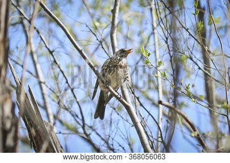 Fieldbird (turdus Pilaris) Sits On A Tree Branch. Close-up. Bird Thrush Family Turdidae