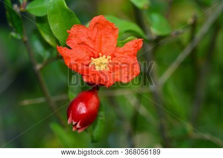 Pomegranate Flowers Or Punica Granatum Flowers, Note Select Focus With Shallow Depth Of Field