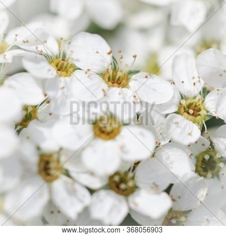 Thunberg Spirea (spiraea Thunbergii) Bush In Blossom. Background Of White Flowers