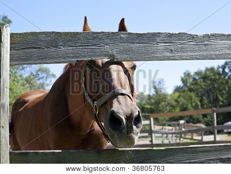 Horse_looking_through_arena_fence