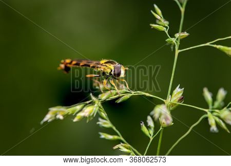 A Male Long Hoverfly (sphaerophoria Scripta, Syrphidae) Resting On Grass (vienna, Austria)