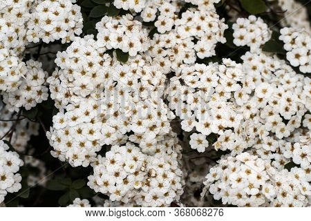 Spiraea Vanhouttei. A Shrub With White Flowers Is Illuminated By The Sun.