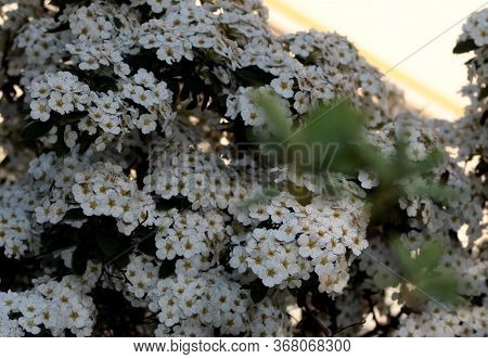 Spiraea Vanhouttei. A Shrub With White Flowers Is Illuminated By The Sun.