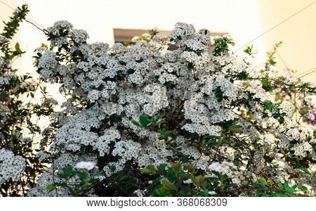 Spiraea Vanhouttei. A Shrub With White Flowers Is Illuminated By The Sun.