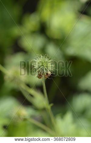 Dwarf Orange Avens - Latin Name - Geum Coccineum