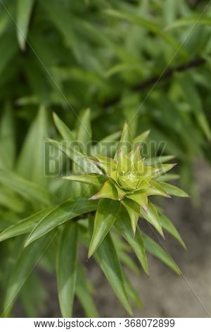 Henrys Lily Leaves - Latin Name - Lilium Henryi