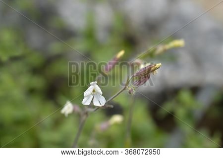 Unusual Campion - Latin Name - Silene Paradoxa