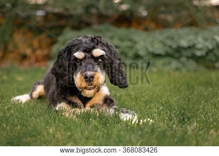 A Black And Tan Cavapoo Dog Chewing Whilst Lying On The Grass In A Garden