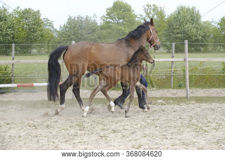 Little Brown Foal, Trosts Next To The Mother, One Week Old, During The Day With A Countryside Landsc