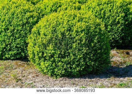 Plantation Of Buxus Boxwood Plants In Ball Shape