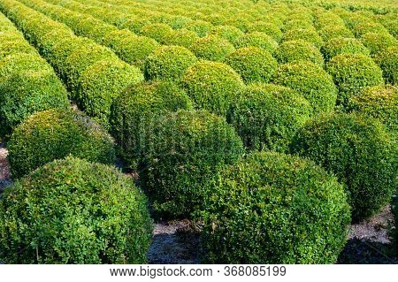 Plantation Of Buxus Boxwood Plants In Ball Shape
