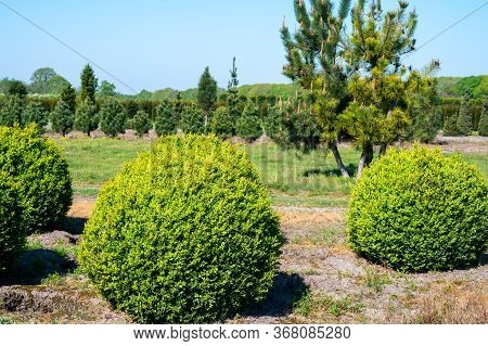 Plantation Of Buxus Boxwood Plants In Ball Shape