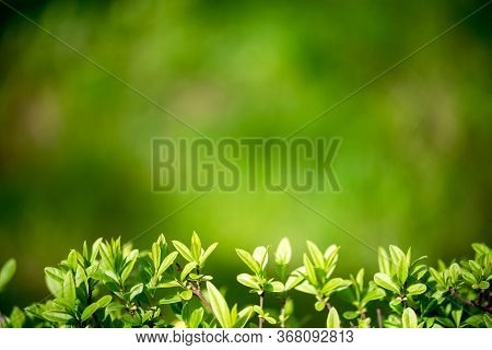 Background For Design With Shrub Leaves. Beautiful Background With Greenery. Nture Background.