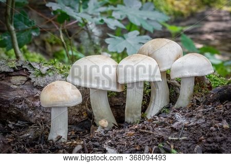 Edible Mushroom Calocybe Gambosa Commonly Known As St. Georges Mushroom - Czech Republic, Europe