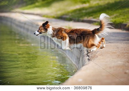 Border-Collie Hund springt ins Wasser