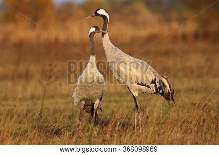 The Common Crane (grus Grus), Also Known As The Eurasian Crane, A Pair Of Mature Cranes In The Yello