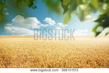 Golden Wheat Fields Rolling Into The Horizon In The Countryside On A Sunny Day Framed By Green Leave