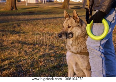 West Siberian Husky Is Sitting Next To His Master. The Owner Is Holding A Green Rubber Toy.
