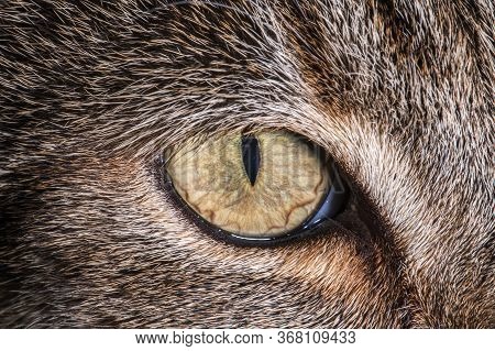 The Cat Felis Catus Species Of Small Carnivorous Mammal. Cat Eye Macro Close Up