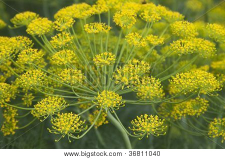 Fiori di aneto