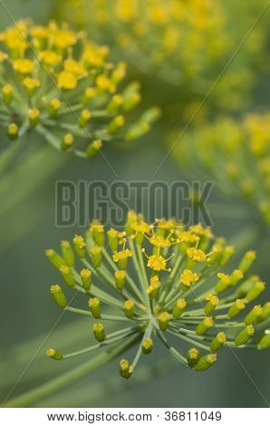 Fiori di aneto