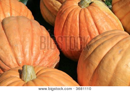 Citrouilles orange