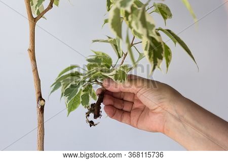 Woman Hands Holding Offshoot With Root Separated From The Main Tree After Being In Bag With Moss To 
