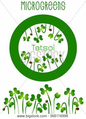 Microgreens Tatsoi. Seed Packaging Design, Round Element In The Center. Sprouting Seeds Of A Plant