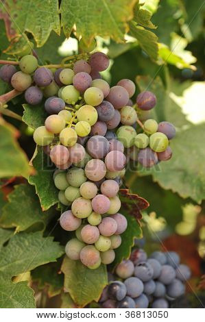 Vin druer stigende på vinstokken